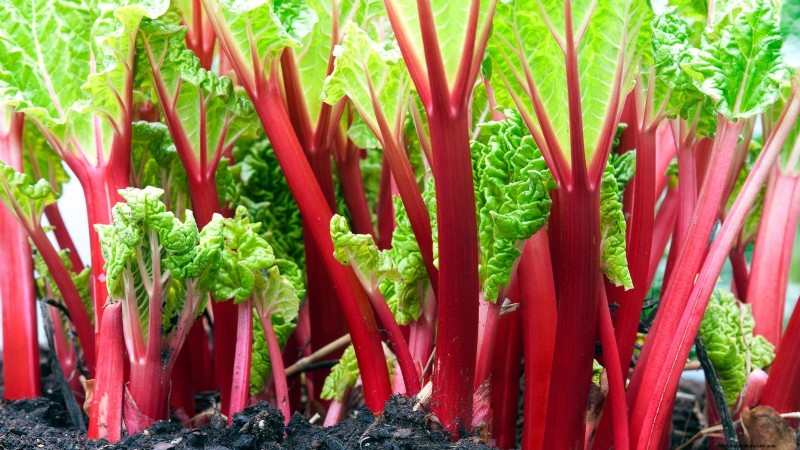 Top 11 Most Productive Vegetables for Small Gardens