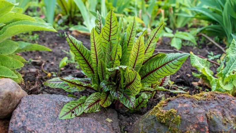 Top 11 Most Productive Vegetables for Small Gardens
