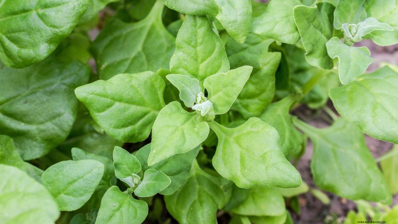 Top 11 Most Productive Vegetables for Small Gardens
