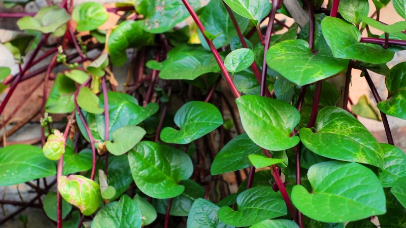 Top 11 Most Productive Vegetables for Small Gardens