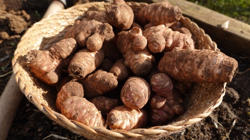Top 11 Most Productive Vegetables for Small Gardens
