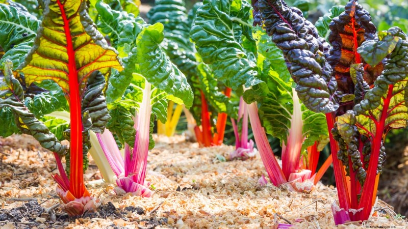 Top 11 Most Productive Vegetables for Small Gardens