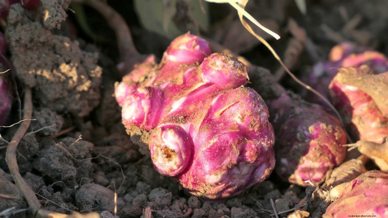 Top 11 Most Productive Vegetables for Small Gardens