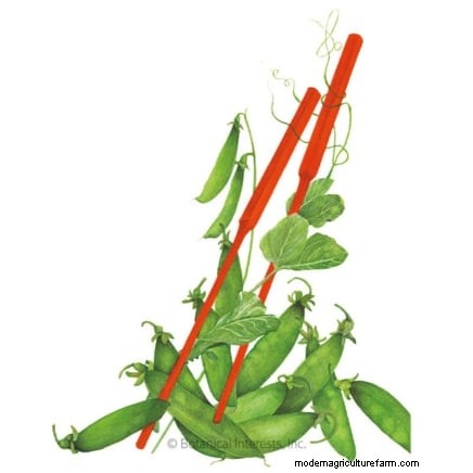 Top 11 Vegetables That Thrive in Dense Planting