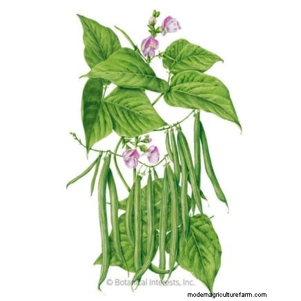 Top 11 Vegetables That Thrive in Dense Planting