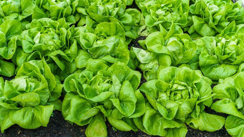 Top 11 Vegetables That Thrive in Dense Planting