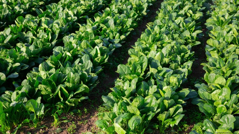 Top 11 Vegetables That Thrive in Dense Planting