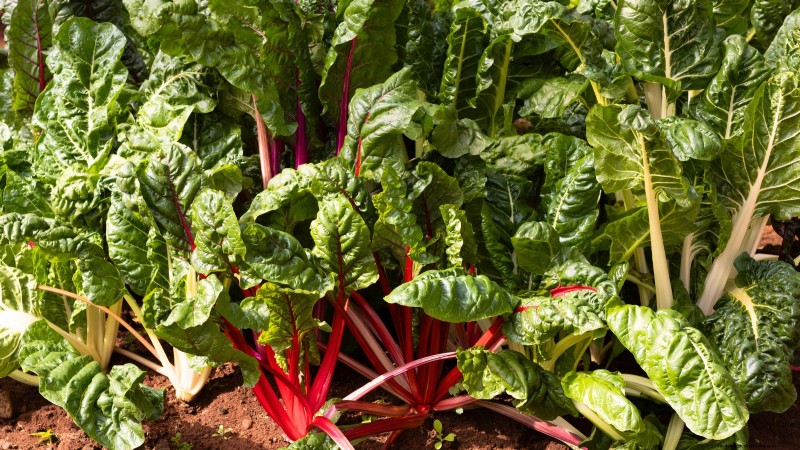 Top 11 Vegetables That Thrive in Dense Planting