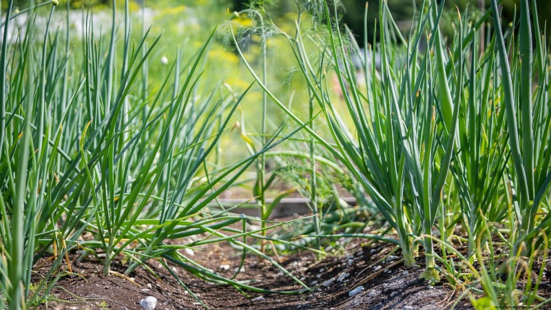 Top 11 Vegetables That Thrive in Dense Planting