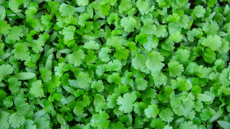 Top 11 Vegetables That Thrive in Dense Planting