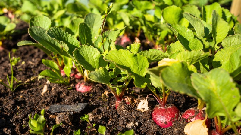 Top 11 Vegetables That Thrive in Dense Planting
