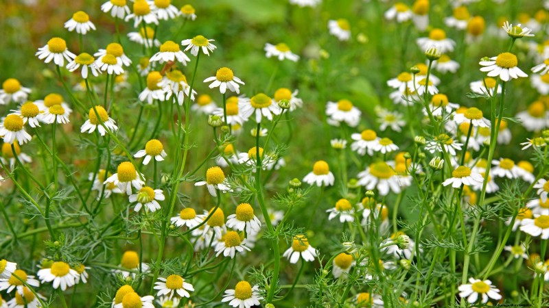 Top 11 Vegetables That Thrive in Dense Planting