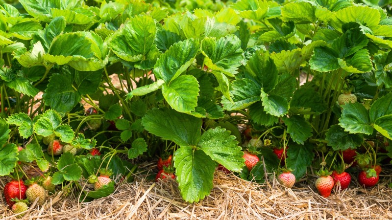 Top 11 Vegetables That Thrive in Dense Planting