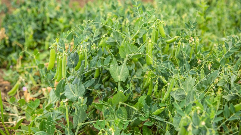 Top 11 Vegetables That Thrive in Dense Planting