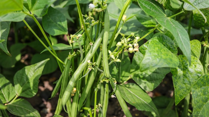 Top 11 Vegetables That Thrive in Dense Planting