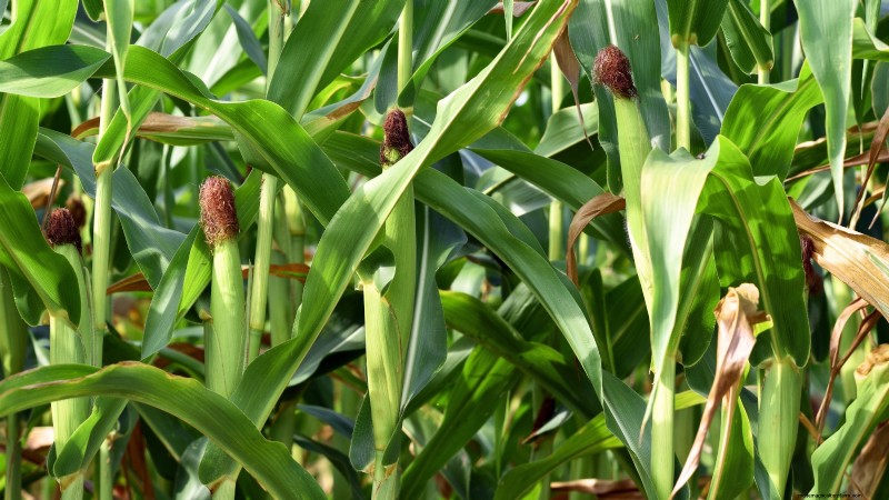 Top 11 Vegetables That Thrive in Dense Planting