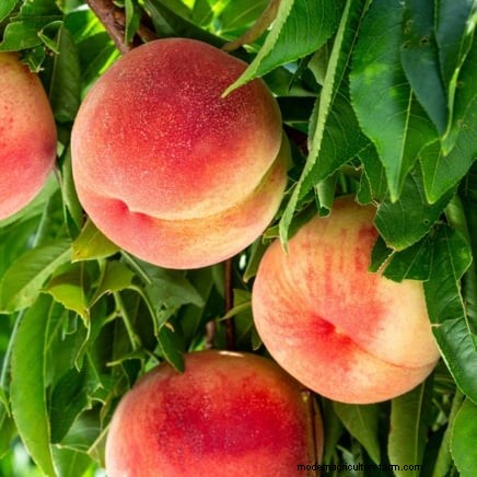 Beginner-Friendly Fruit Trees: Grow Your Own Orchard