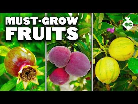 Beginner-Friendly Fruit Trees: Grow Your Own Orchard