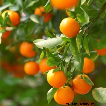 Beginner-Friendly Fruit Trees: Grow Your Own Orchard