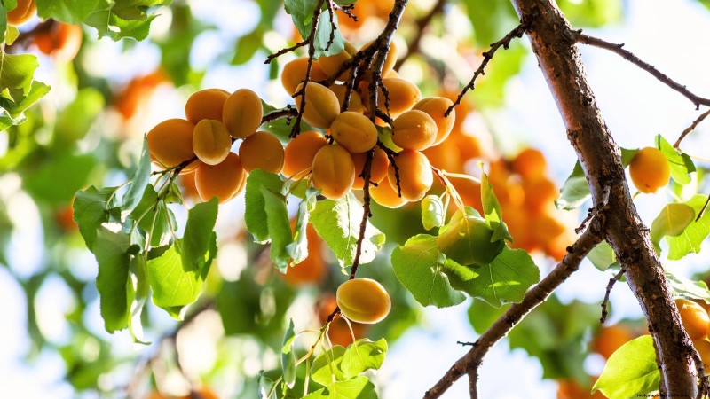 Beginner-Friendly Fruit Trees: Grow Your Own Orchard