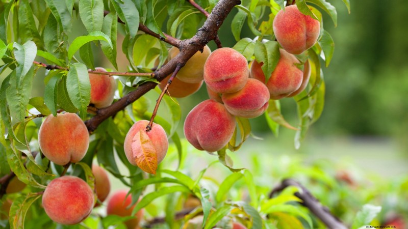 Beginner-Friendly Fruit Trees: Grow Your Own Orchard