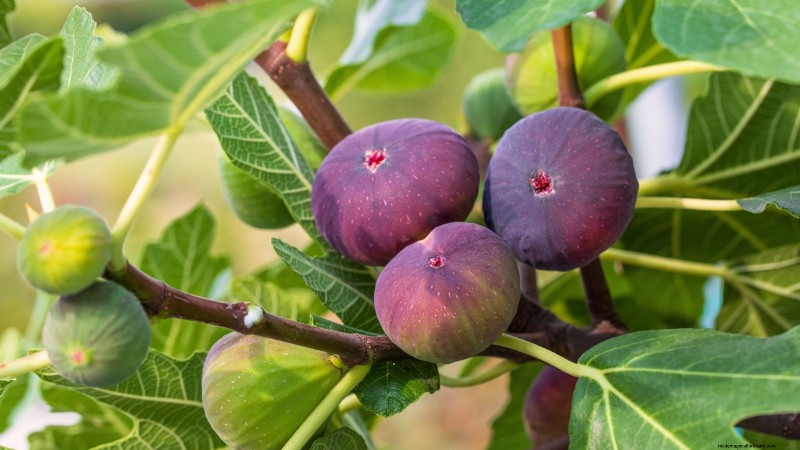 Beginner-Friendly Fruit Trees: Grow Your Own Orchard