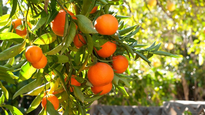 Beginner-Friendly Fruit Trees: Grow Your Own Orchard