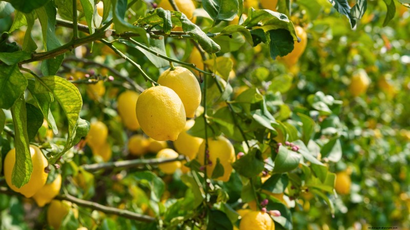 Beginner-Friendly Fruit Trees: Grow Your Own Orchard