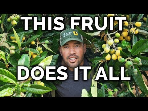 Beginner-Friendly Fruit Trees: Grow Your Own Orchard