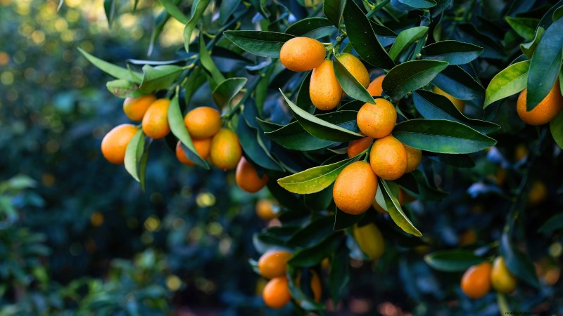 Beginner-Friendly Fruit Trees: Grow Your Own Orchard