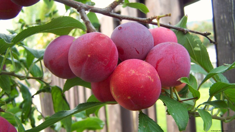 Beginner-Friendly Fruit Trees: Grow Your Own Orchard
