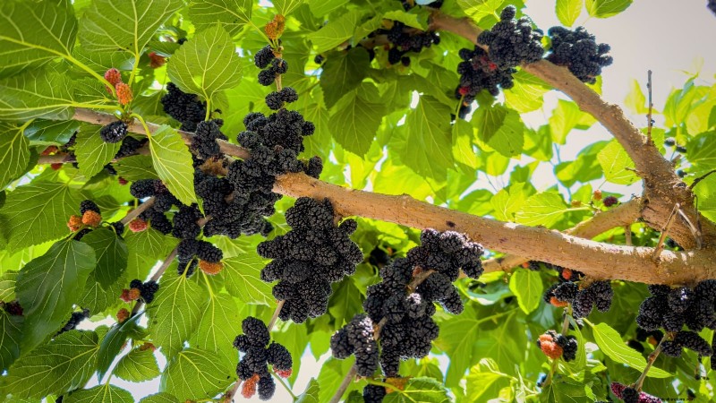 Beginner-Friendly Fruit Trees: Grow Your Own Orchard