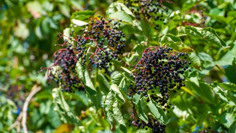 Beginner-Friendly Fruit Trees: Grow Your Own Orchard