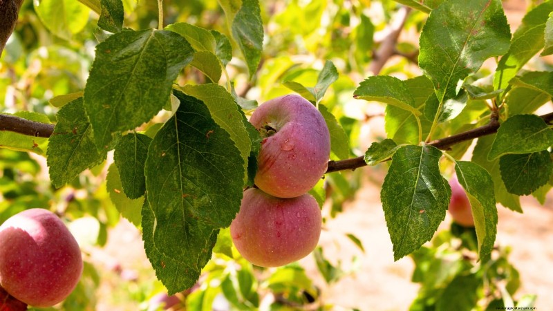 Beginner-Friendly Fruit Trees: Grow Your Own Orchard