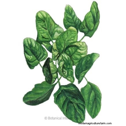 Heat-Tolerant Spinach Alternatives: Extend Your Harvest