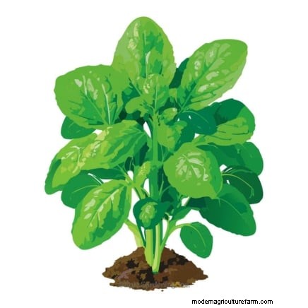 Heat-Tolerant Spinach Alternatives: Extend Your Harvest