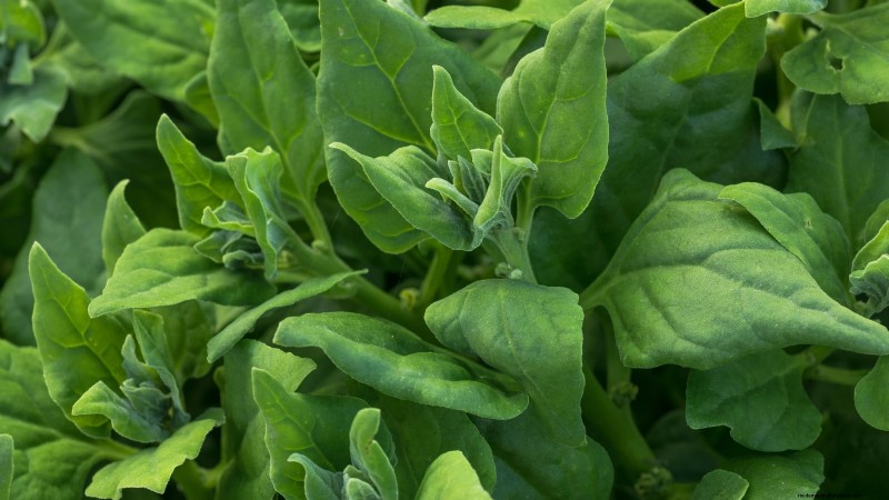 Heat-Tolerant Spinach Alternatives: Extend Your Harvest