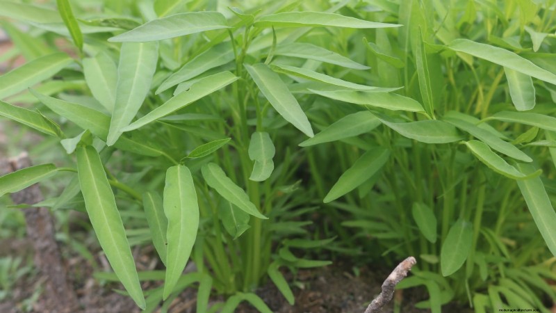 Heat-Tolerant Spinach Alternatives: Extend Your Harvest