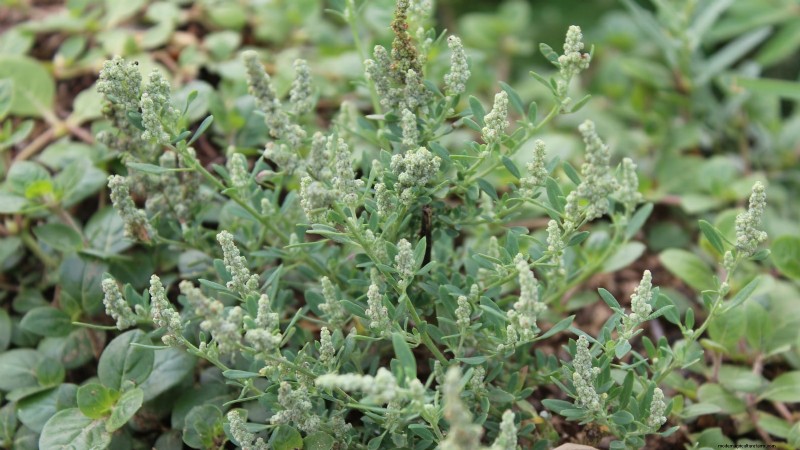 Heat-Tolerant Spinach Alternatives: Extend Your Harvest