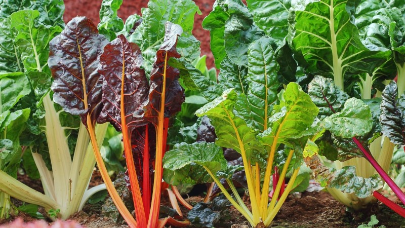 Heat-Tolerant Spinach Alternatives: Extend Your Harvest