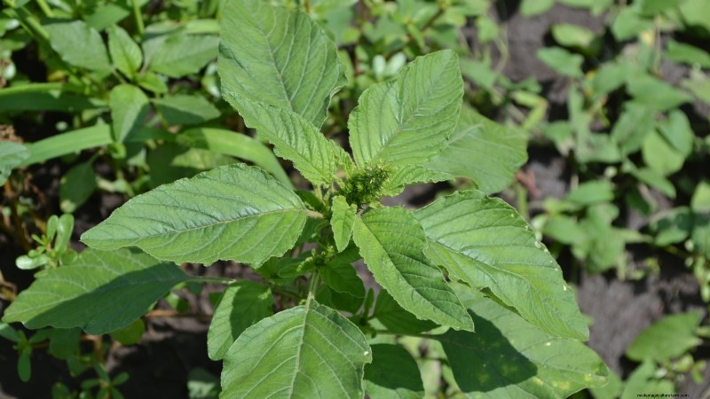 Heat-Tolerant Spinach Alternatives: Extend Your Harvest