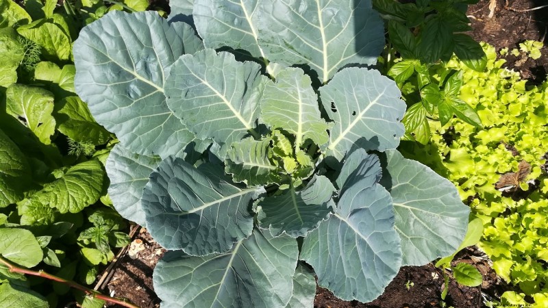 Heat-Tolerant Spinach Alternatives: Extend Your Harvest