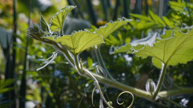 Heat-Tolerant Spinach Alternatives: Extend Your Harvest