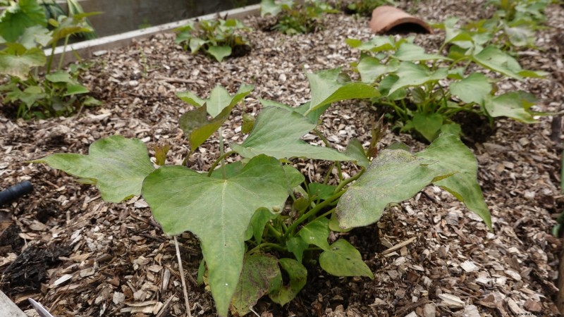Heat-Tolerant Spinach Alternatives: Extend Your Harvest
