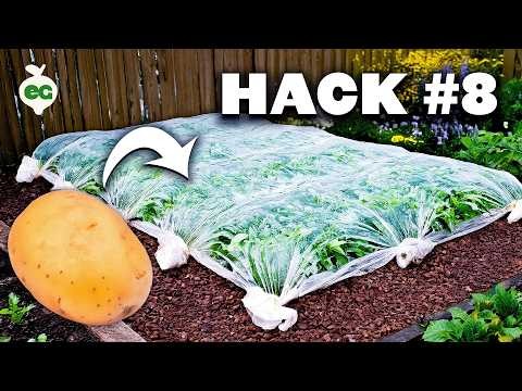 Grow Delicious Potatoes: 8 Expert Tips for a Bountiful Harvest