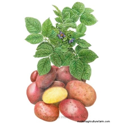 Grow Delicious Potatoes: 8 Expert Tips for a Bountiful Harvest
