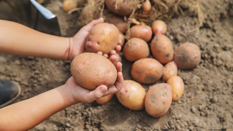 Grow Delicious Potatoes: 8 Expert Tips for a Bountiful Harvest