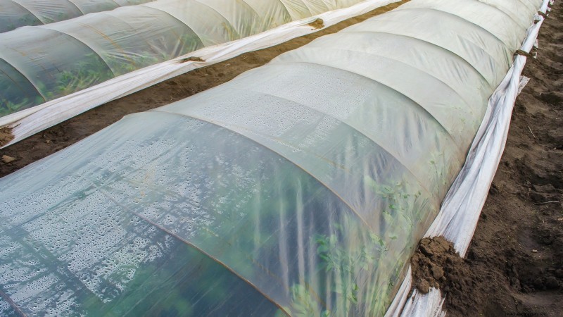 Grow Delicious Potatoes: 8 Expert Tips for a Bountiful Harvest
