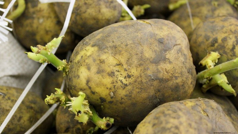 Grow Delicious Potatoes: 8 Expert Tips for a Bountiful Harvest