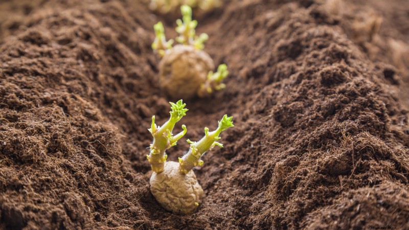 Grow Delicious Potatoes: 8 Expert Tips for a Bountiful Harvest